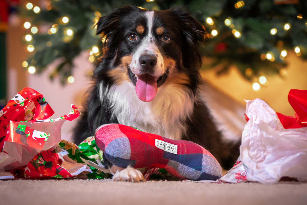 Holiday photo of Austraian Shepherd with Three Wags toy