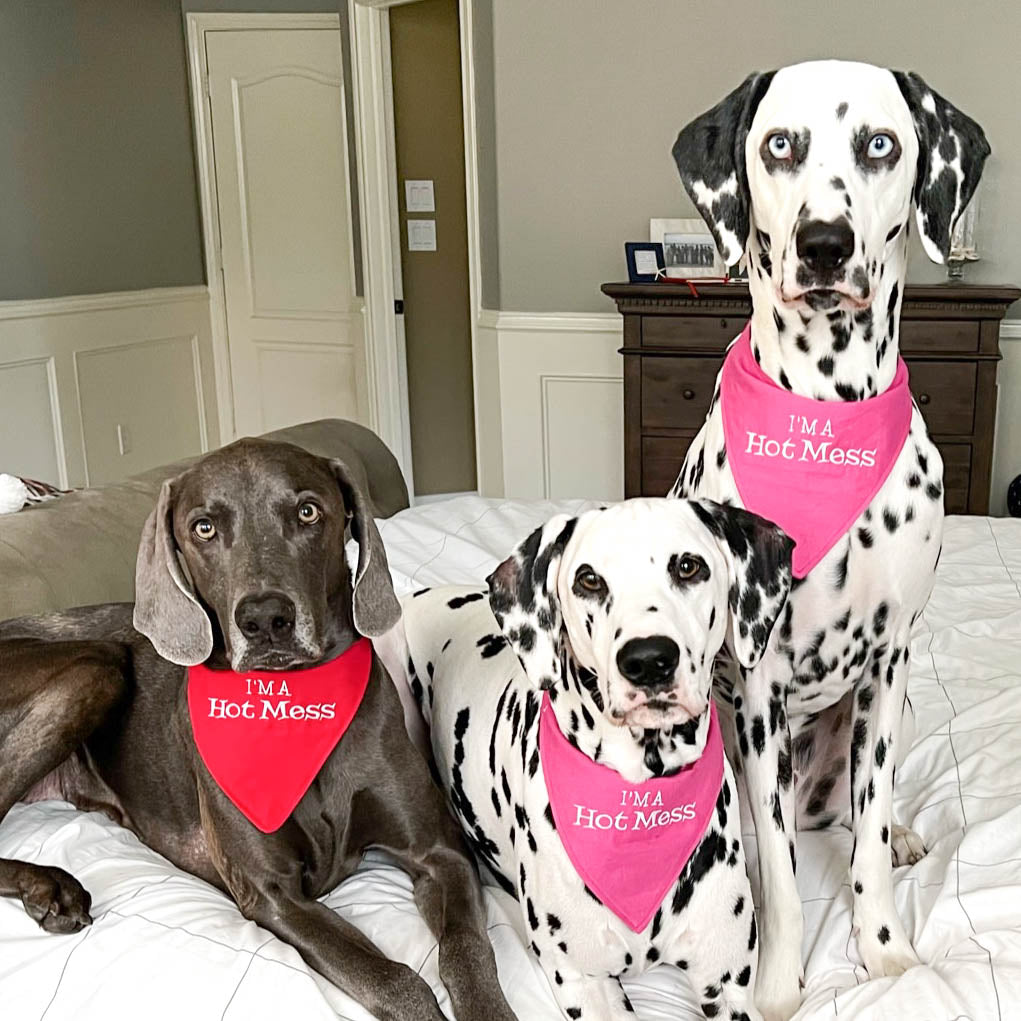 3 dogs wearing "I'm a Hot Mess" dog bandanas in pink and red.