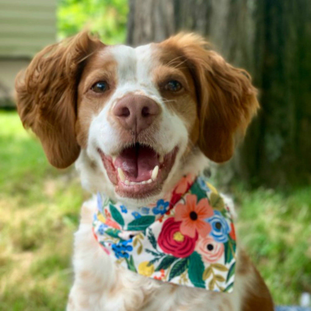 The Tibby Floral Dog Bandana - Three Wags