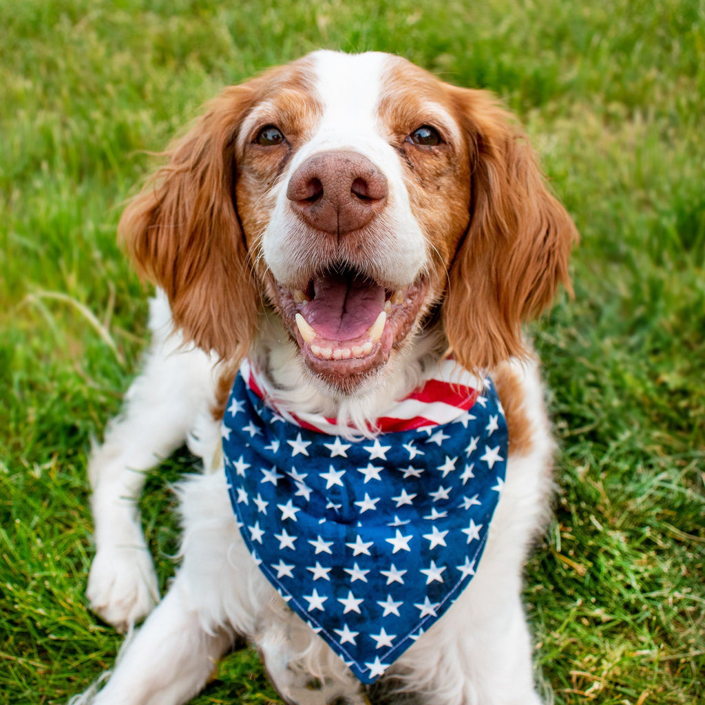 Stars and Stripes Forever Dog Bandana Bandana Three Wags 