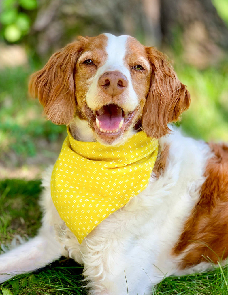 Dog Wearing yellow bandana