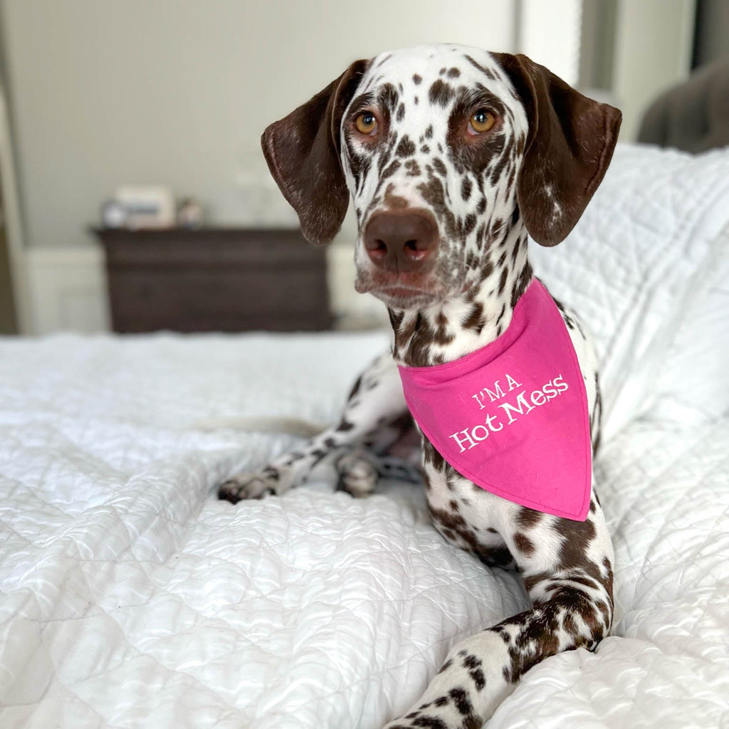 Liver spotted dalmatian wearing "I'm a Hot Mess" dog bandana