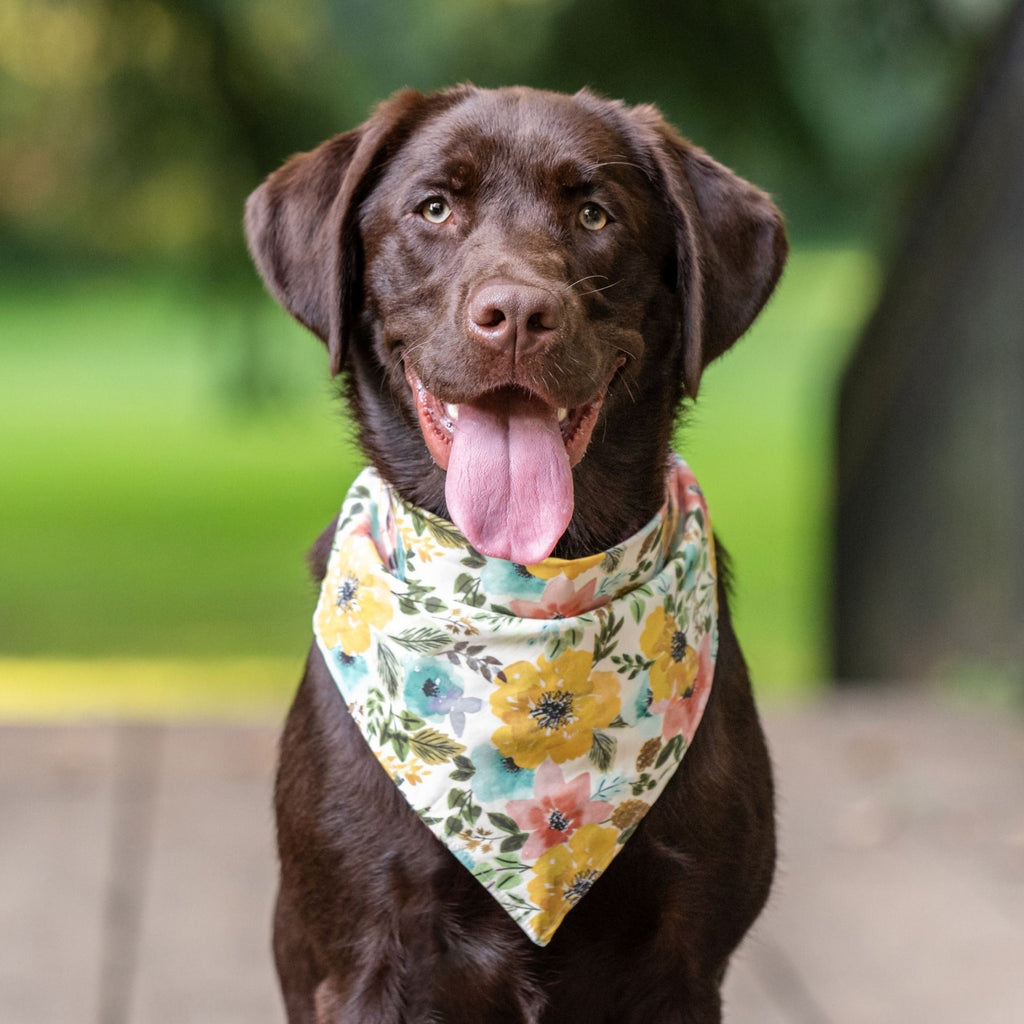 Choocolate lab wearing the Autumn Gold Dog Bandana